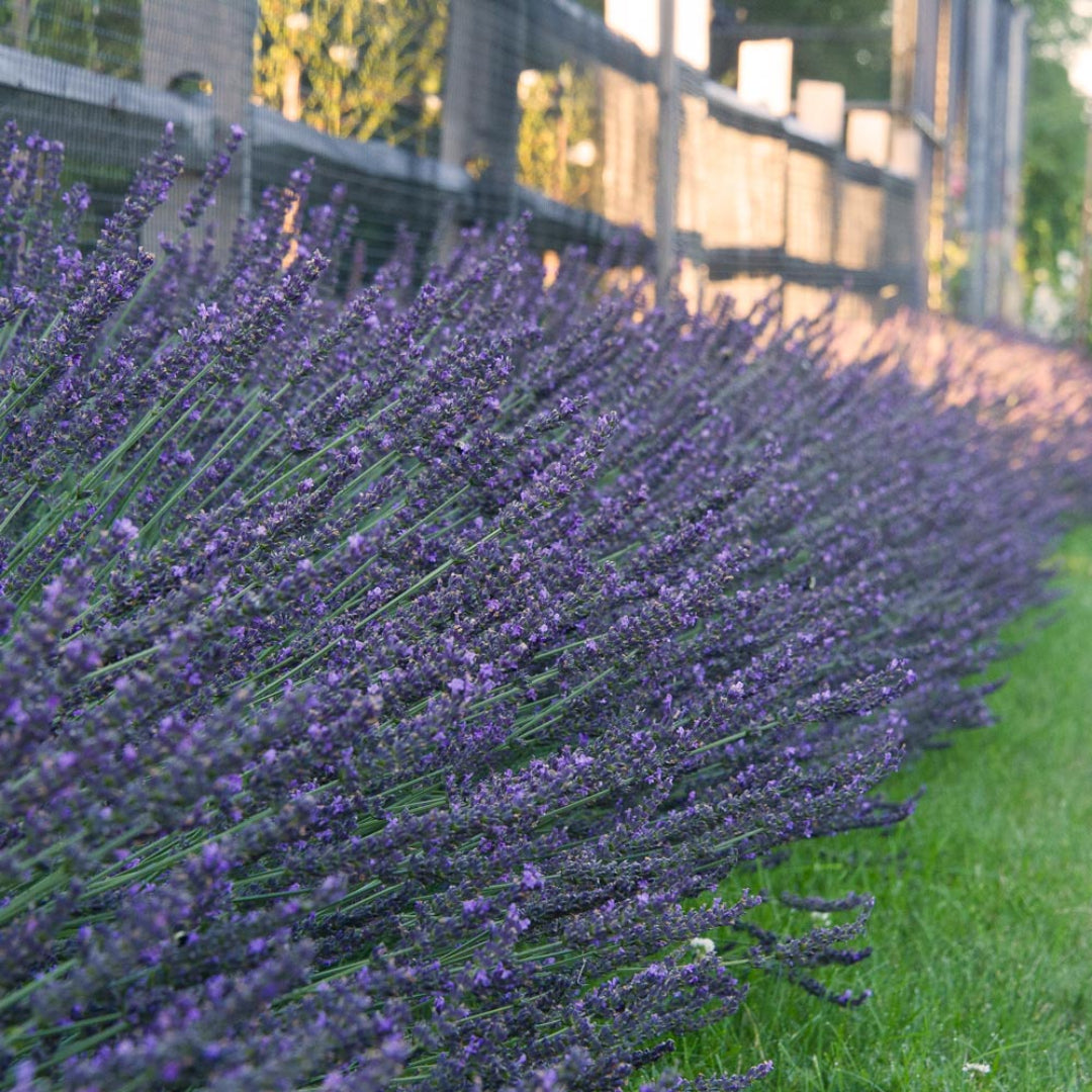 Lavandula X Intermedia 'Phenomenal' Lavender - [EG]