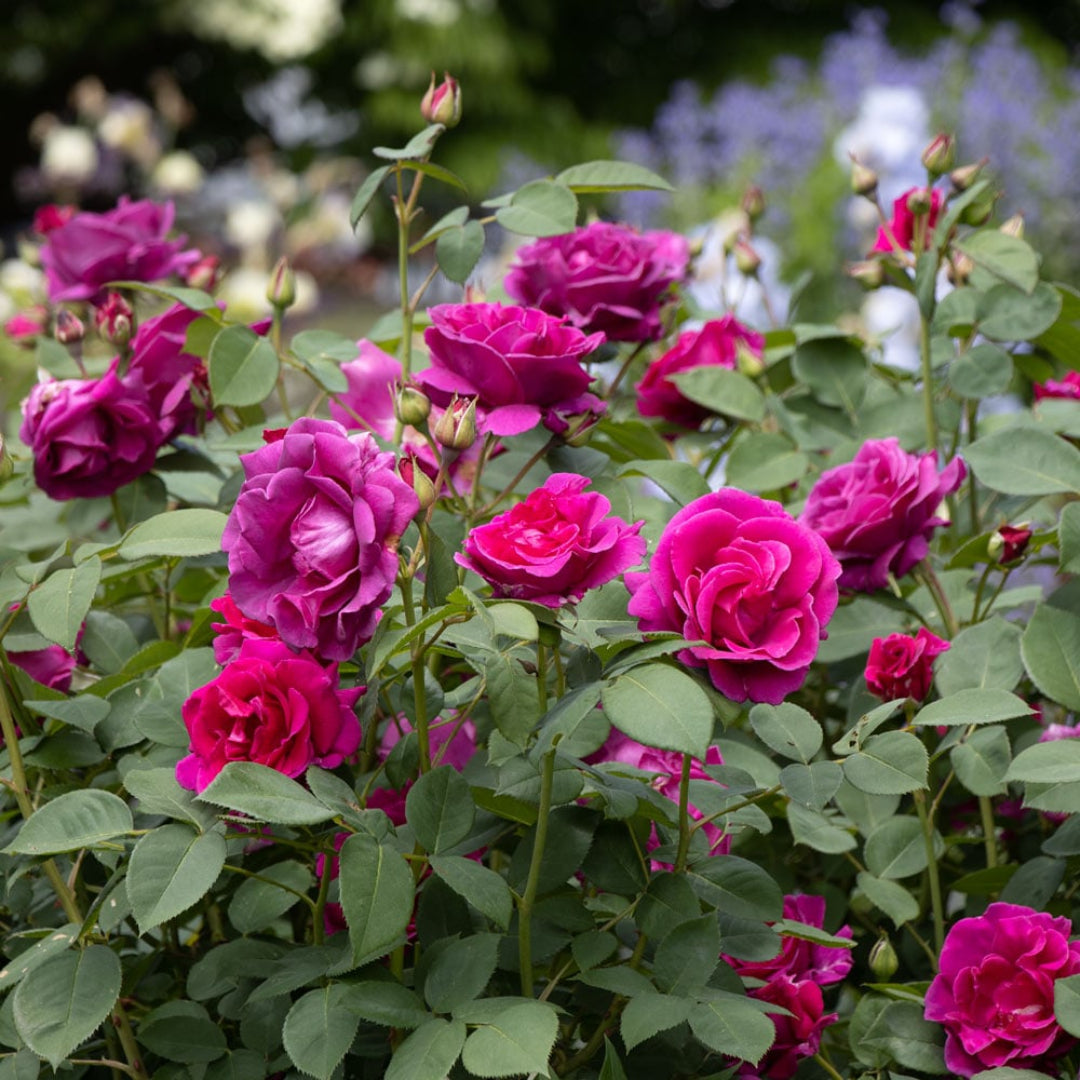 Gorgeous Purple Rose (3-5 ft tall)
