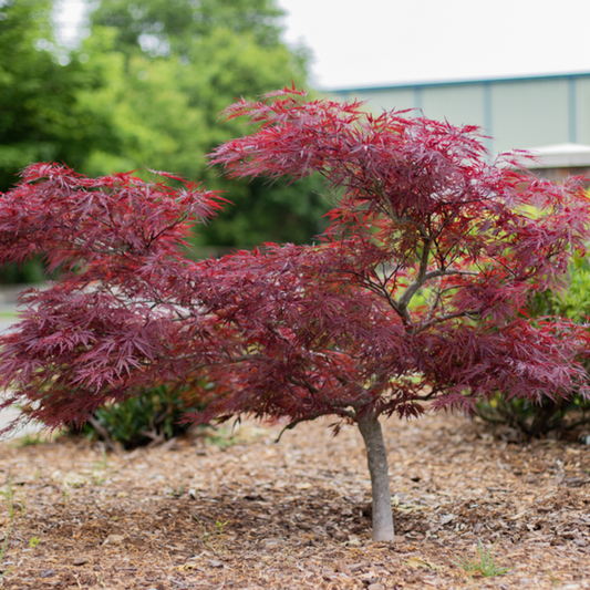 Red Dragon Japanese Maple plant with deep red, laceleaf foliage
