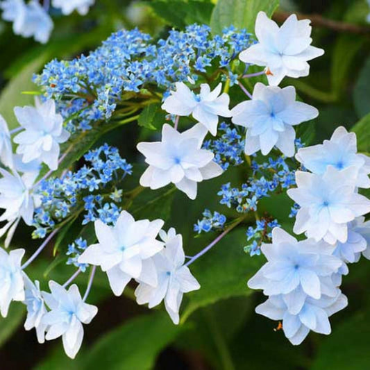 Hanabi Hydrangea plant with cascading white star-shaped flowers at Pixies Gardens