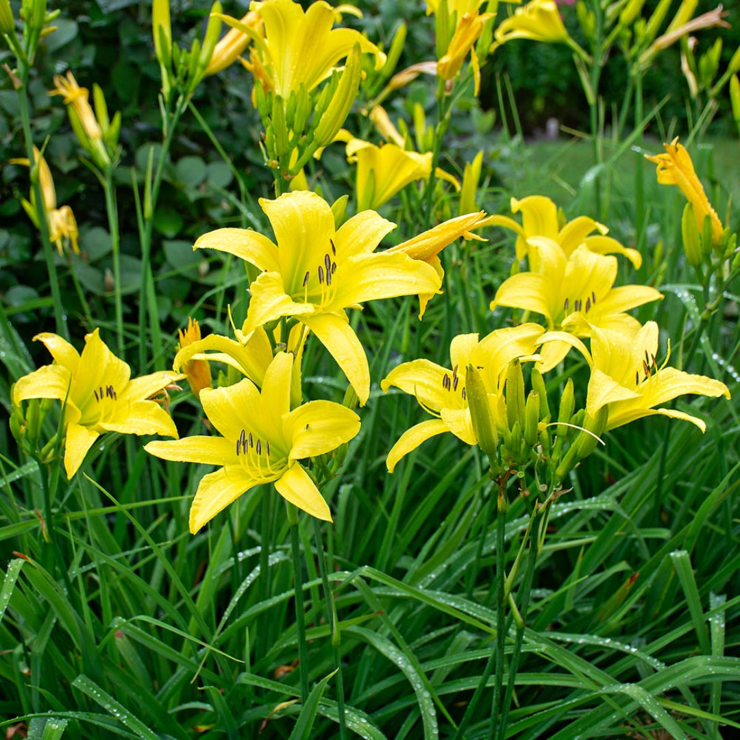 Hemerocallis Hyperion Daylily yellow flowers