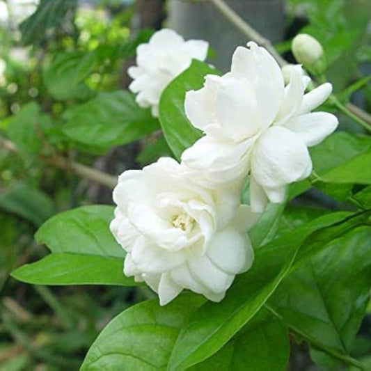 Mogra jasmine plant with green foliage