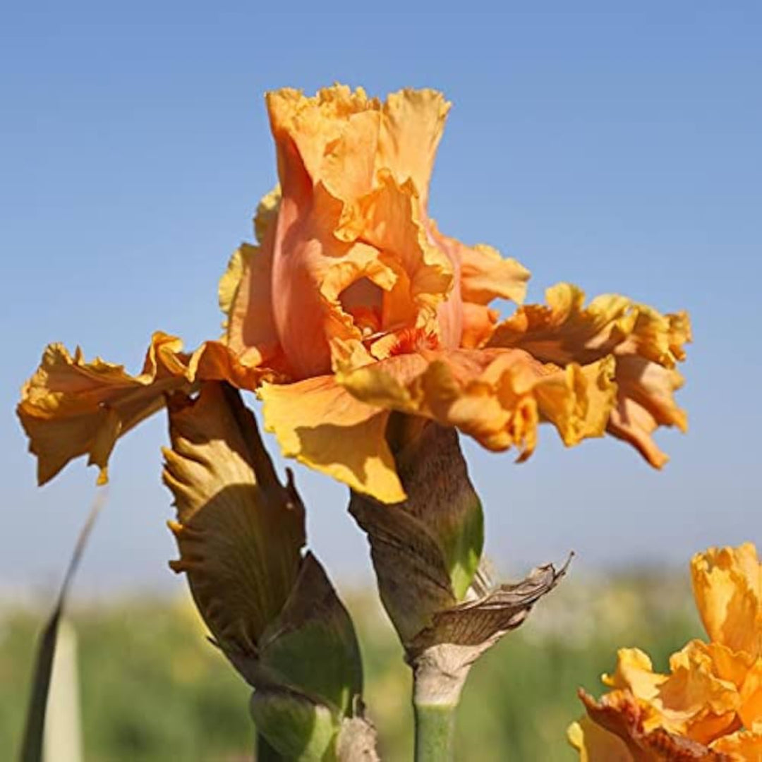 Iris Germanica 'Cordoba' Bearded German Iris – flowering shrub