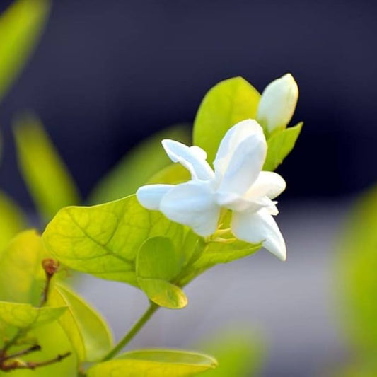 Fragrant white jasmine flowers garden plant