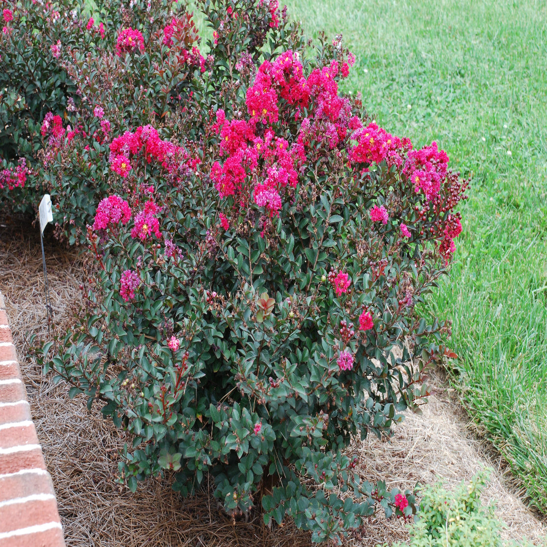 Pocomoke crape myrtle close-up showing detailed pink blooms
