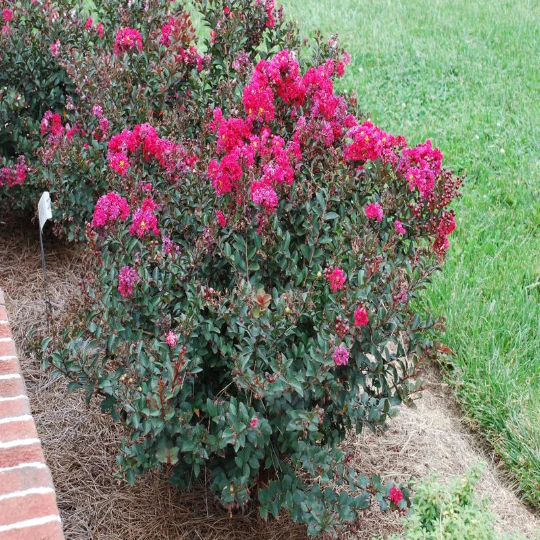 Pocomoke crape myrtle close-up showing detailed pink blooms