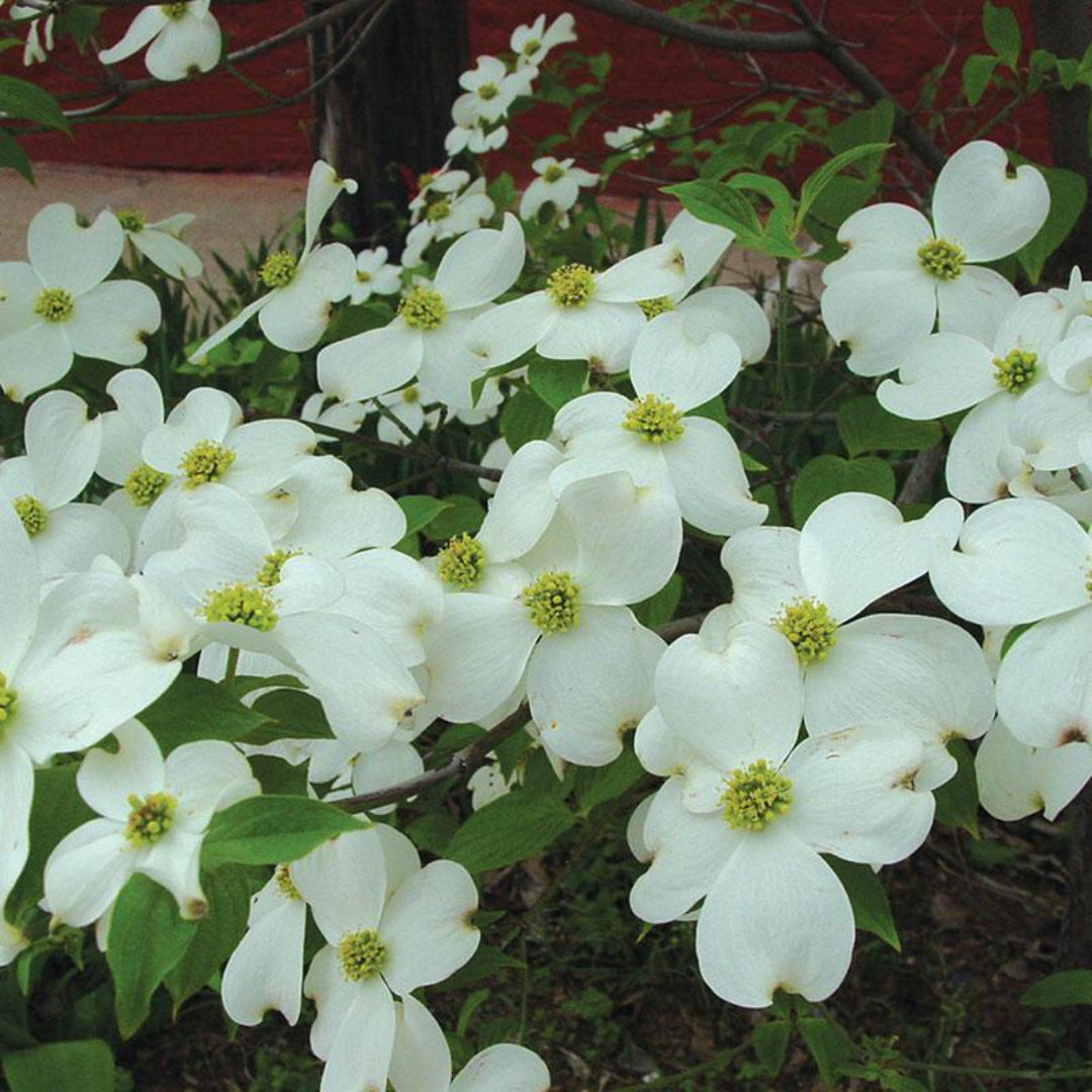 White Flowering Dogwood Seedling with small leaves