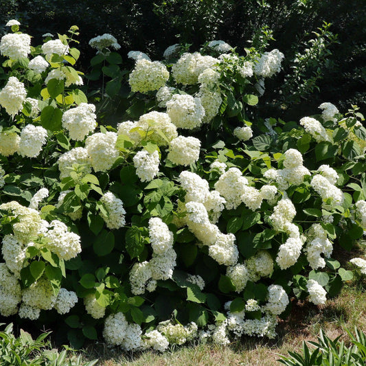 Bounty Mophead Hydrangea Bush with Large White Flower Heads
