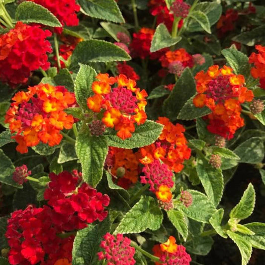 Lantana camara 'Firefrost'- [CG] – flowering shrub