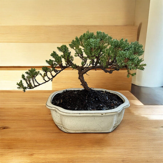Evergreen shrub plant for home garden