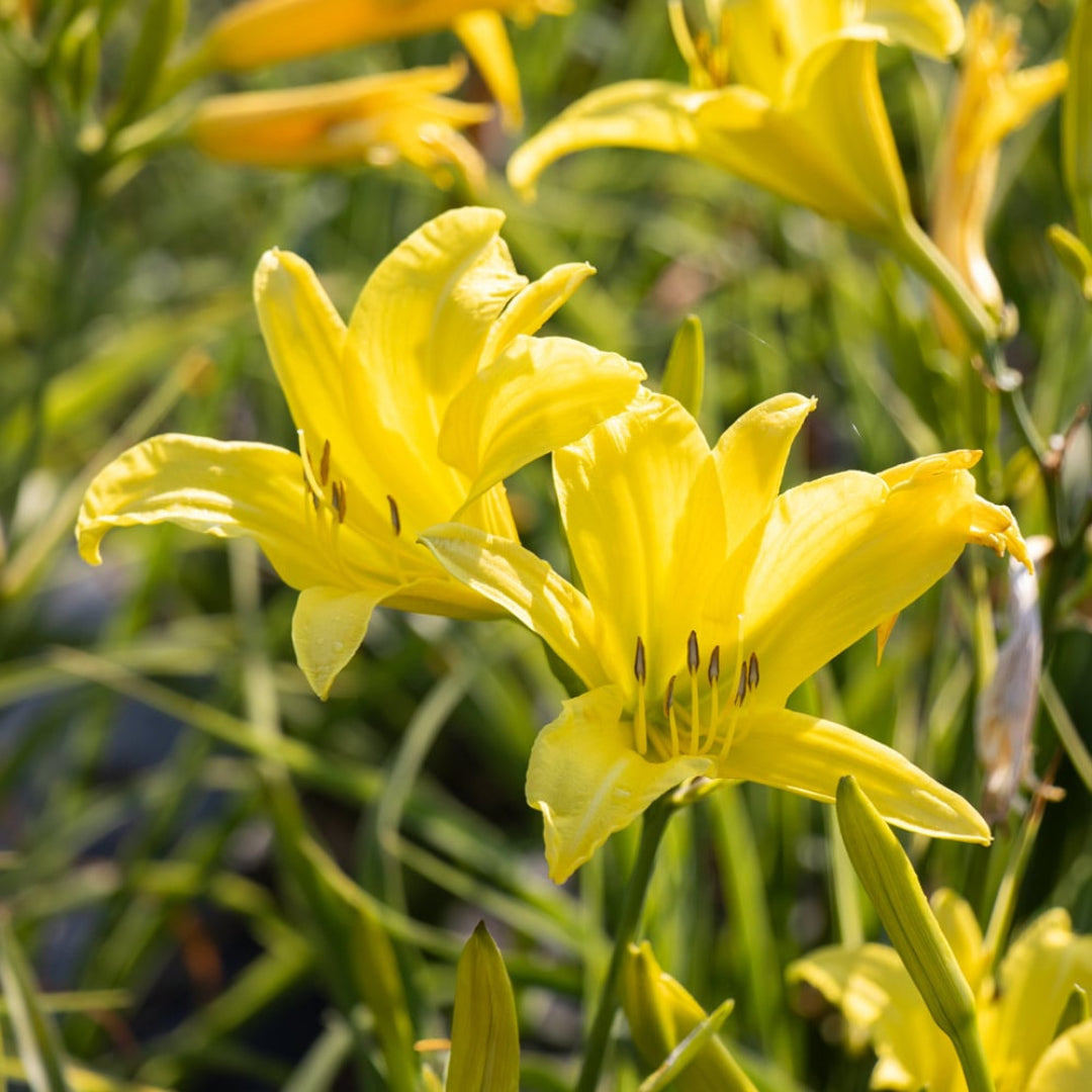Bright yellow Hyperion Daylily perennial plant