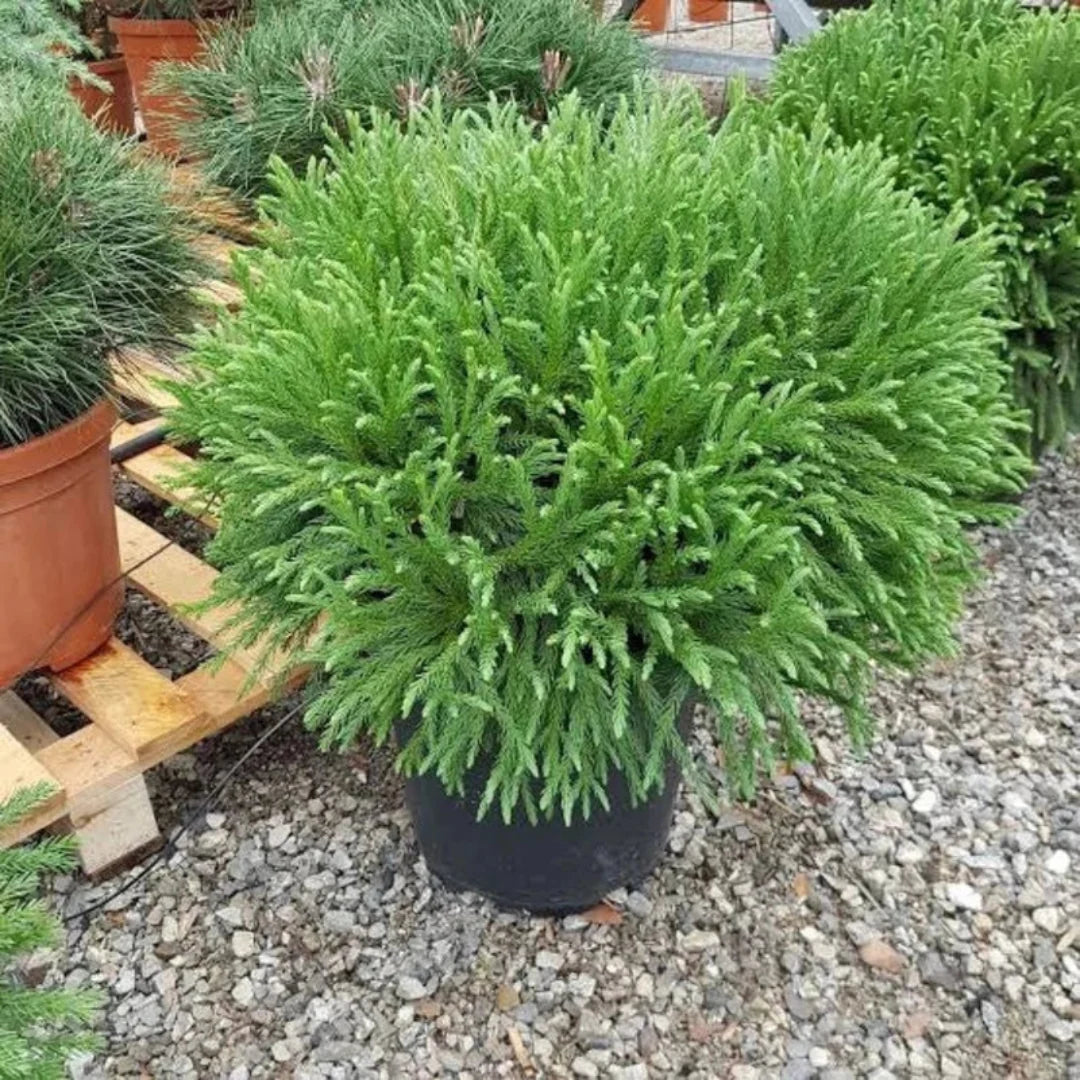 Dwarf Globosa Nana conifer with rounded blue-green form