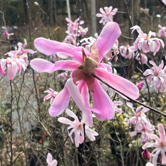 Close-up of Leonard Messel Magnolia flower showing delicate pink petals