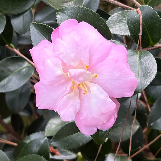 Camellia sasanqua Pink Snow winter blooms