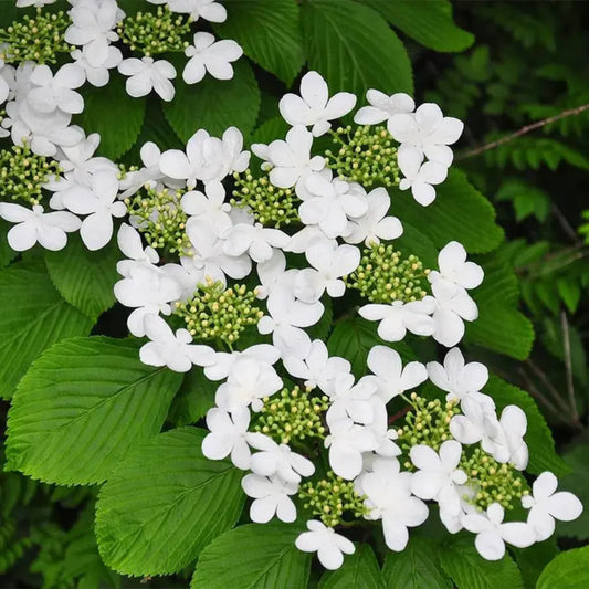 Shasta Viburnum Shrub with Layered White Blooms and Green Foliage