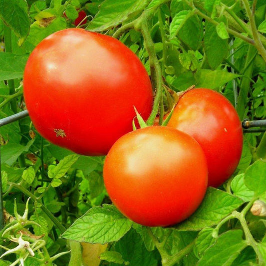 Tomato Plant 'Parks Whopper' – vegetables