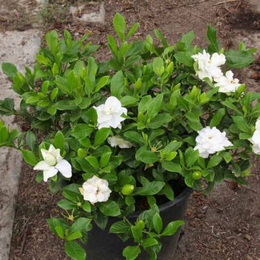 Compact Gardenia shrub with glossy leaves