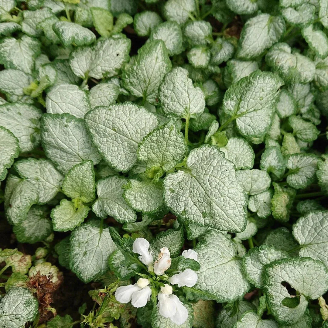 homeandgardensforless.com