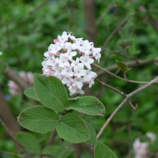 Cayuga Viburnum Shrub Displaying Fragrant White Flower Clusters