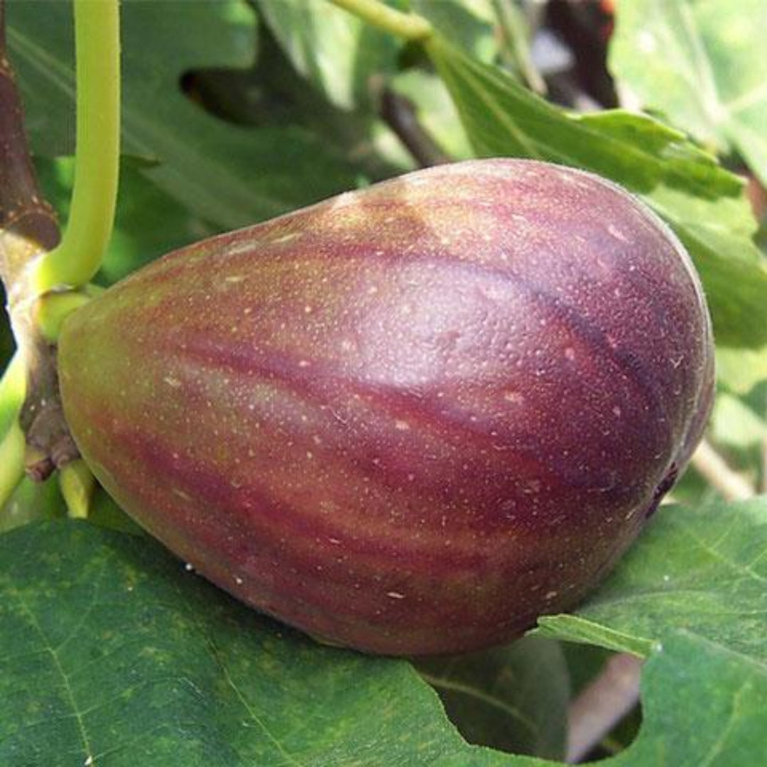 Texas Everbearing Fig Tree loaded with ripe figs