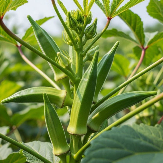 Okra Plant – vegetables