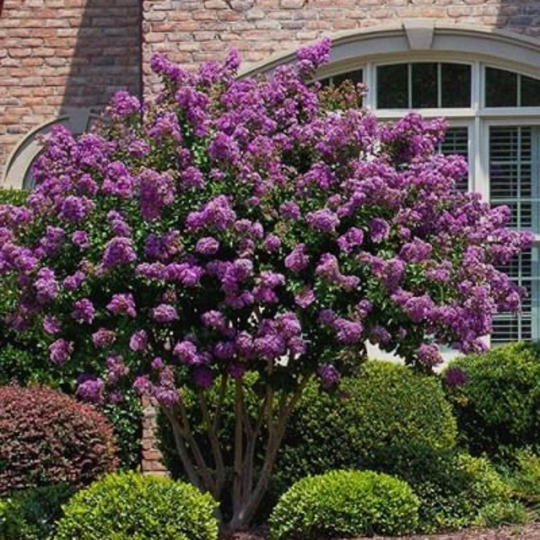 Garden Catawba Crape Myrtle displaying deep purple summer blooms