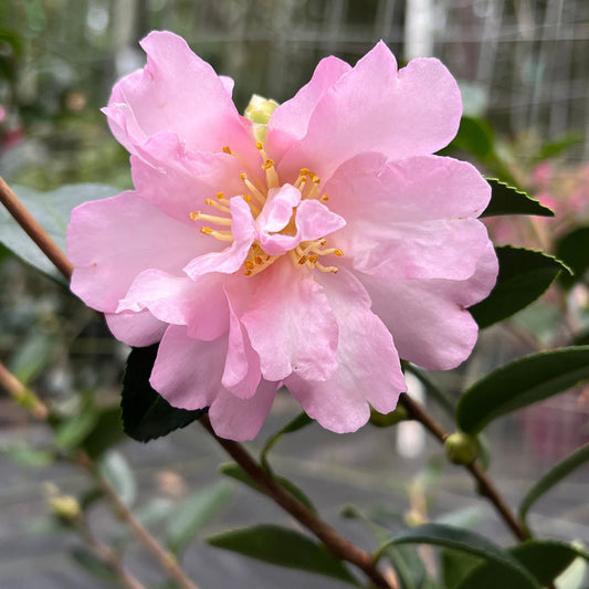Pink Snow camellia sasanqua shrub flowering