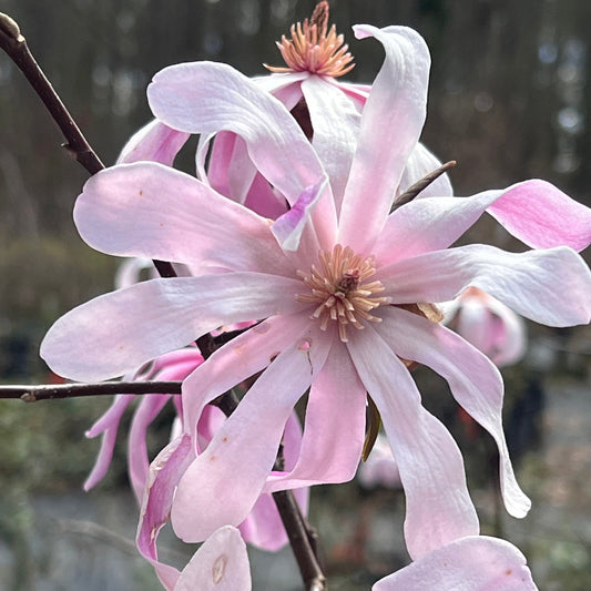 Leonard Messel Magnolia tree displaying early buds and emerging spring blossoms