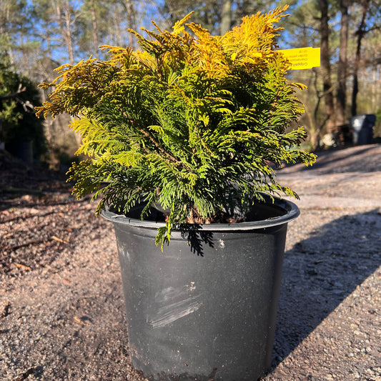 Close-up of Cripps Hinoki Cypress showcasing bright yellow evergreen tips