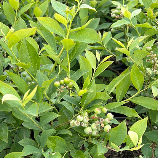 Brightwell Rabbiteye Blueberry Bush – Southern Blueberry | Zones 6–9 live plant for landscaping and home gardens