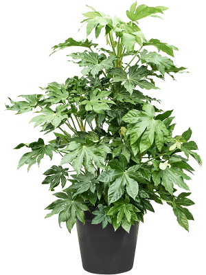 Fatsia Japonica Foliage Plant – evergreen