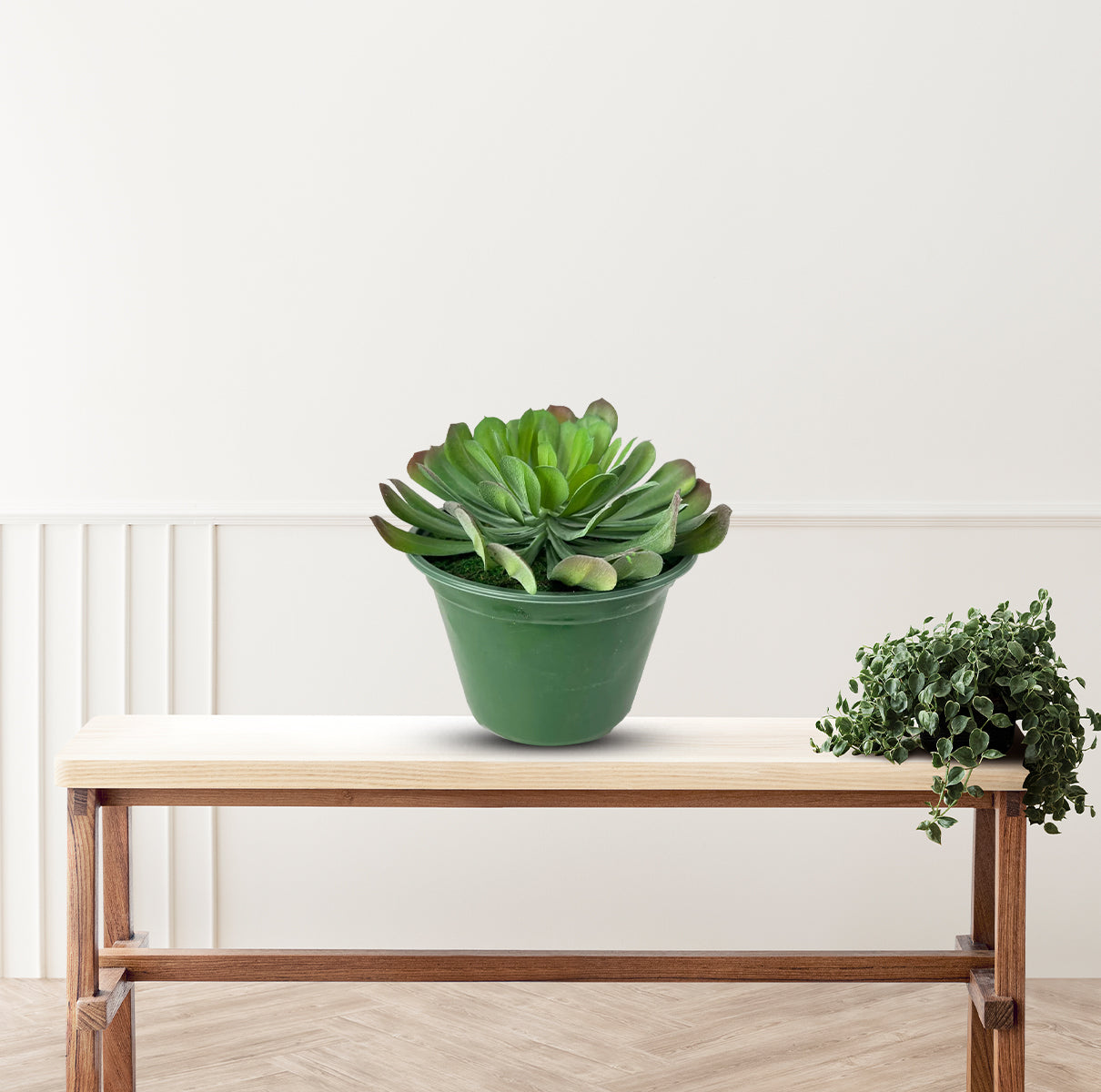 tree houseleek succulent Cute Tree Houseleek Succulent in Plastic Pot