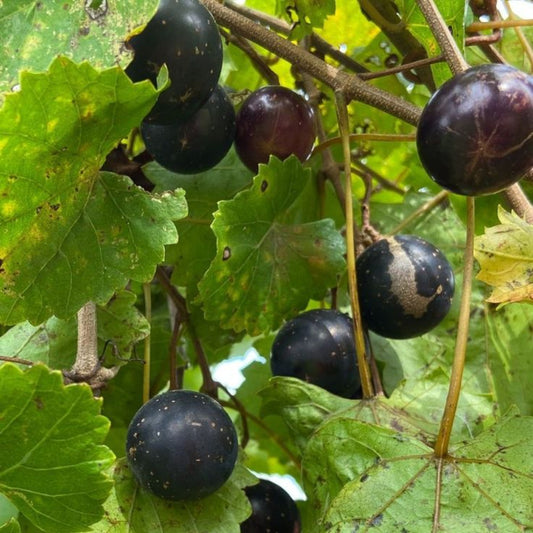 Close-up of ripe black muscadine grapes showing thick skin and juicy flesh