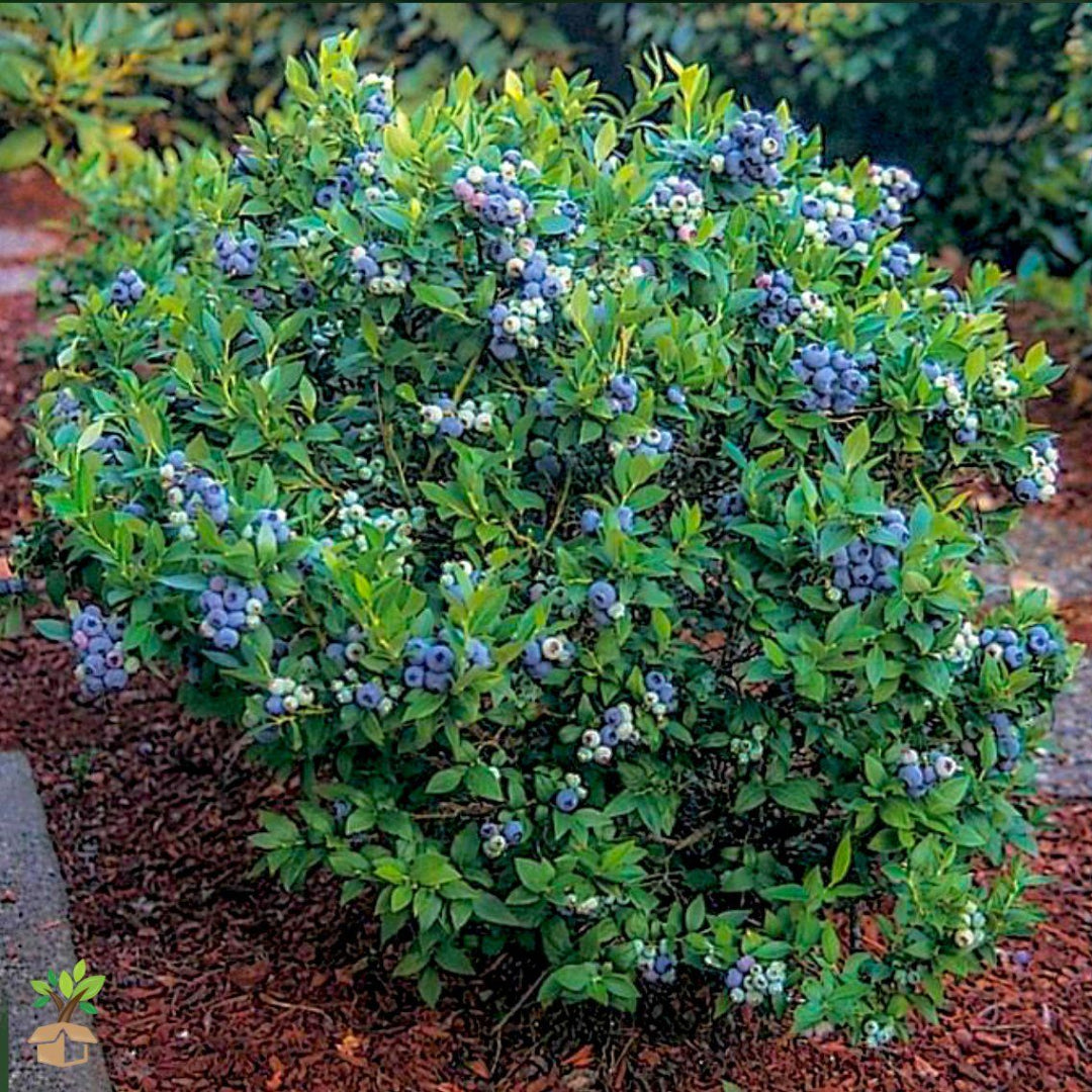 Robeson Blueberry Plant with Mature Foliage – Outdoor View