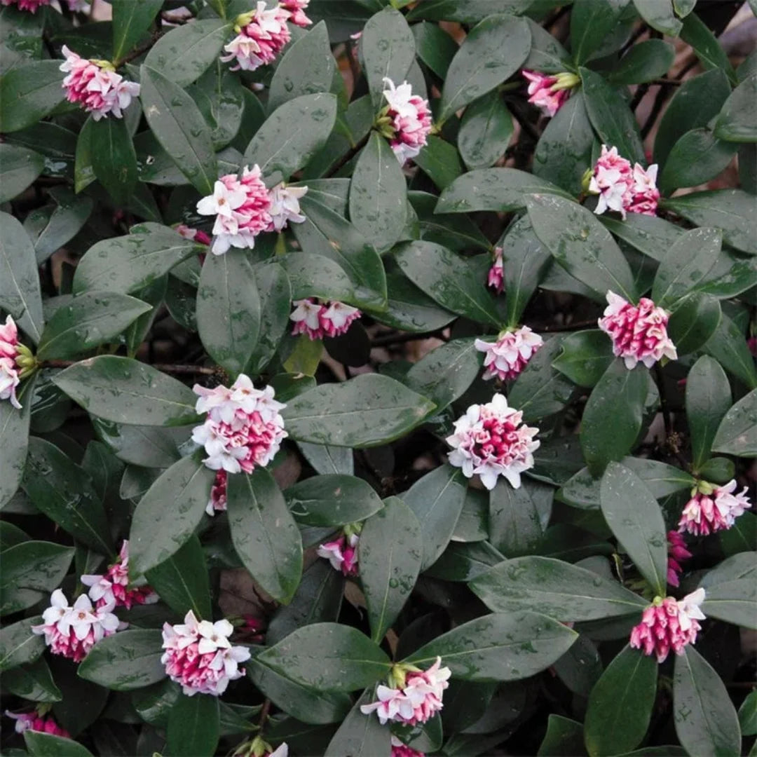 Daphne Odora Pink Plant full growth shrub