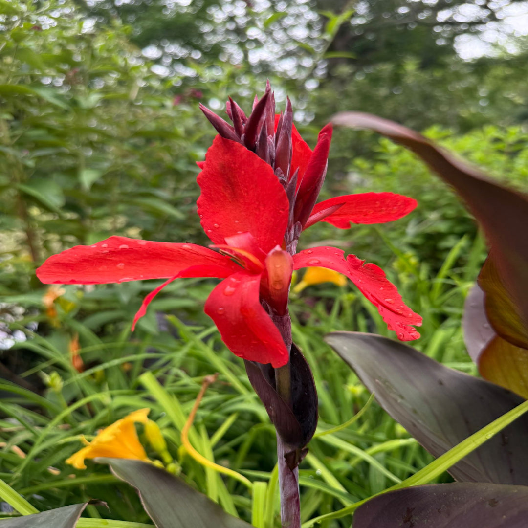 Less Lilly Cannova Bronze Scarlet Canna Lily – Tropica | Pixies Gardens