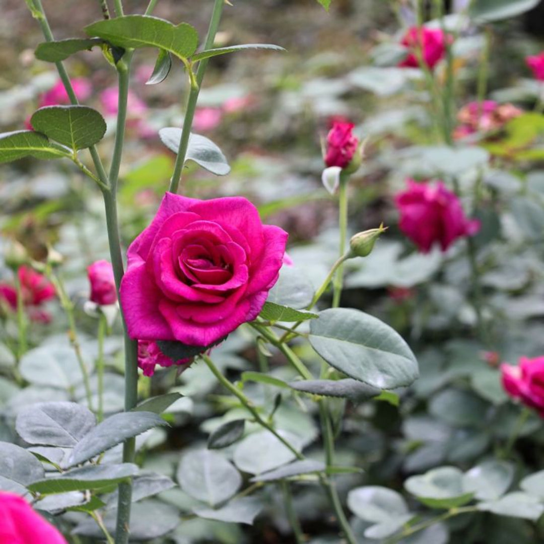 Gorgeous Purple Rose (3-5 ft tall)