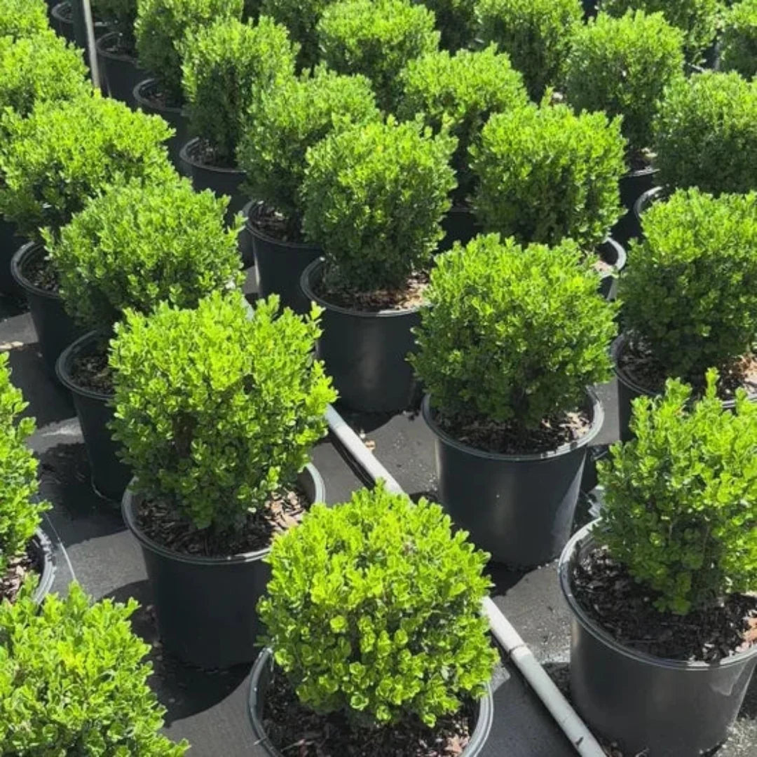 Winter Rocket Boxwood