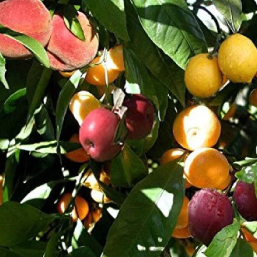 (4 In 1) Fruit Cocktail Tree - 4 Different Fruits On One Plant - Plum, Nectarine, Peach, Apricot