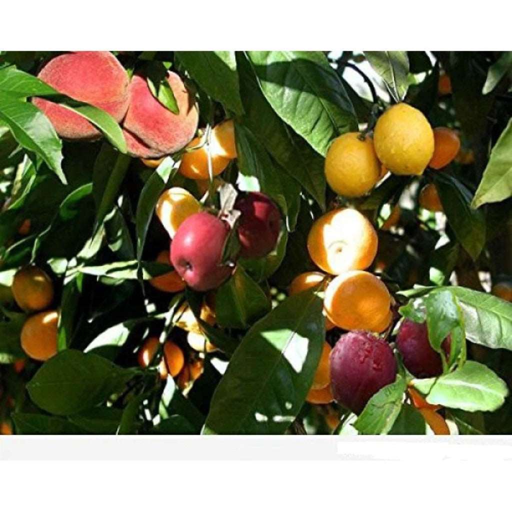 4 In 1 Fruit Cocktail Tree-2