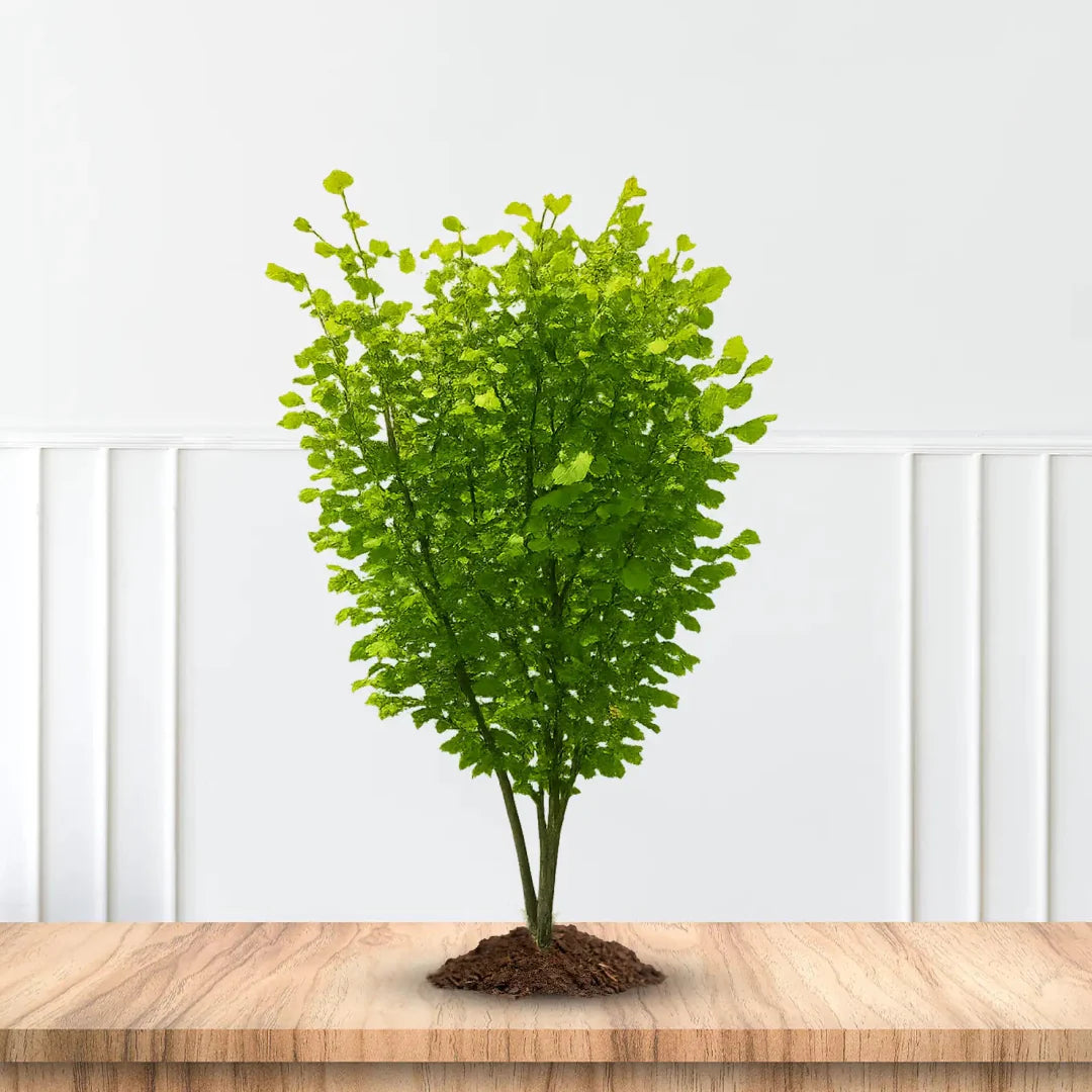 American Hazelnut Tree edible nut producing shrub