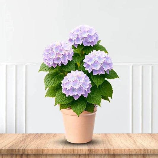 Vibrant Cabbage Patch Hydrangea featuring layered pink petals and healthy green foliage