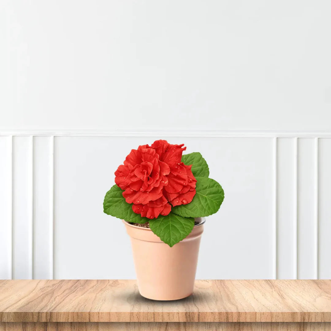 Red Blooms of Cardinal Red Hydrangea in Full Sun Garden