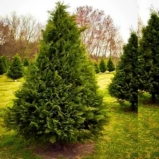 Blue evergreen Arizona Sapphire Cypress Tree
