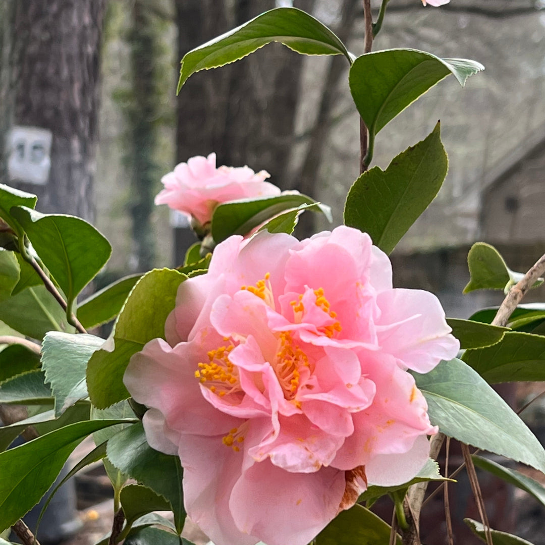 King's Ransom Camellia