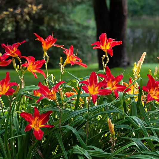 Bright red daylily perennial plant for landscapes