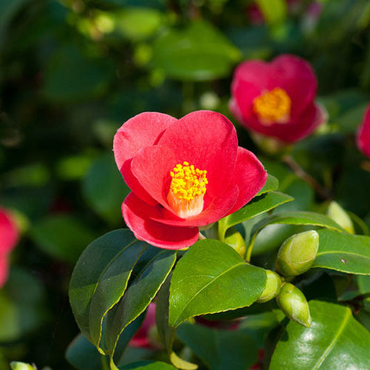 Red winter blooming camellia shrub with glossy green leaves