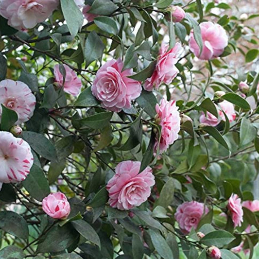 La Peppermint Camellia Plant for Sale – Nursery Image