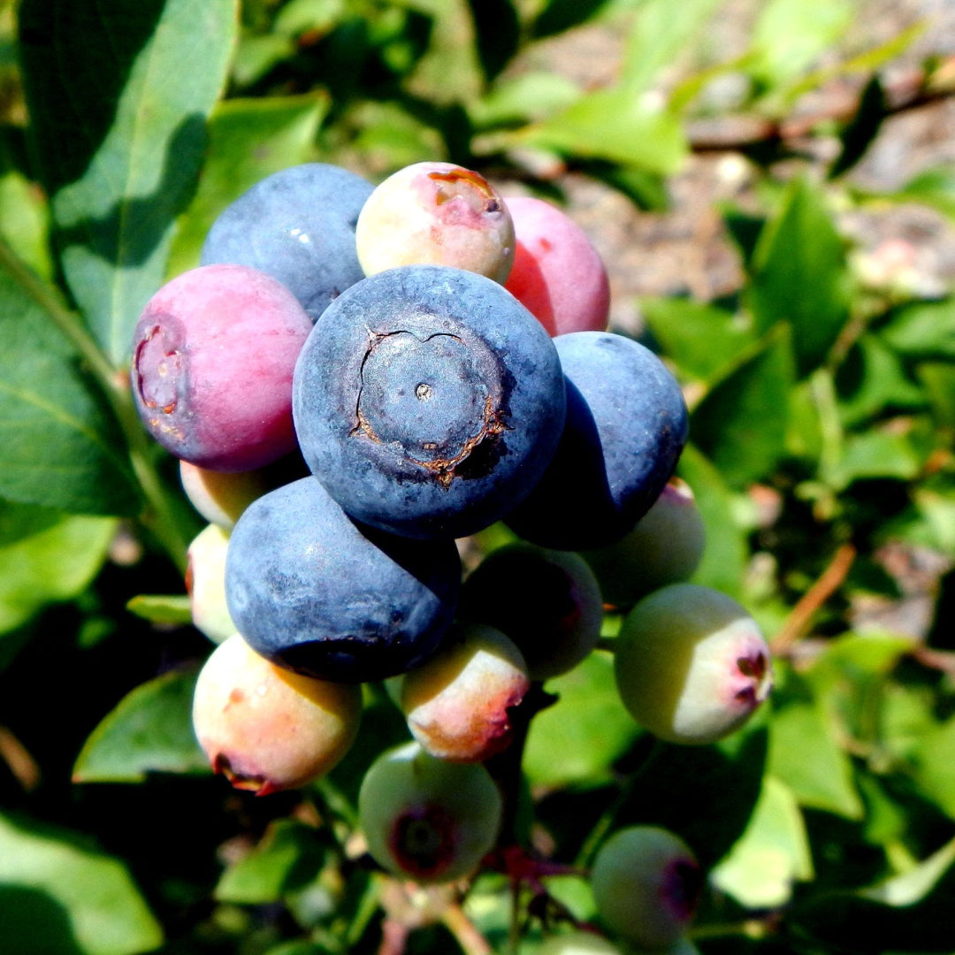 Rabbiteye blueberry bush with ripe berries