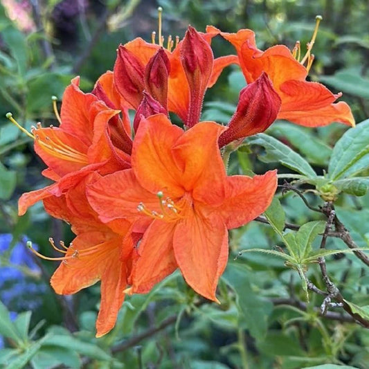 Bloom N Again Orange Frost Azalea – flowering plant